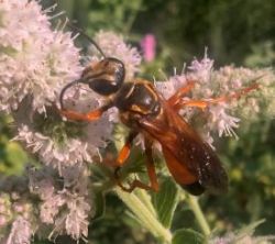 Golden wasp Photo: Steve Plumb