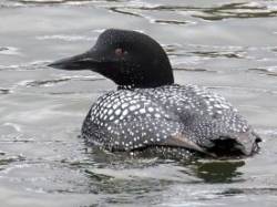Common loon Photo: Charlie Schwarz