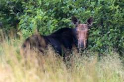 Moose Photo: Karen Suhrhoff
