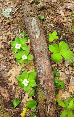 Bunchberry Photo: Stephen Fox