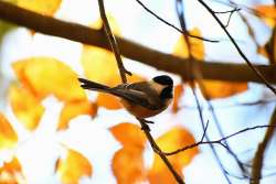 Chickadee Photo: Benjamin Wymer