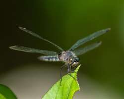 Dragonfly 2 Photo: Frank Gorga