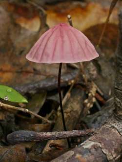 Horsehair fungus Photo: Charlie Schwarz