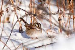 Sparrow Photo: Benjamin Wymer