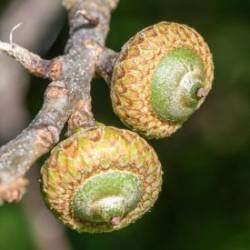 Acorns Photo: AM Dannis