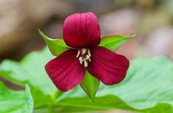 Red trillium Photo: Tom Grett