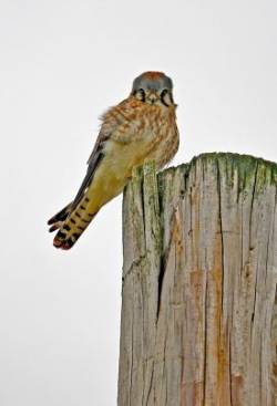 American kestrel Photo: Tami Gingrich