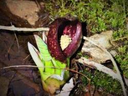 April Flowers Photo: Nate Rosebrooks