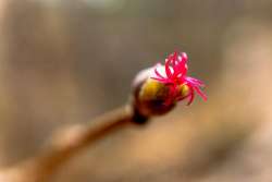 Beaked hazel Photo: John Snell