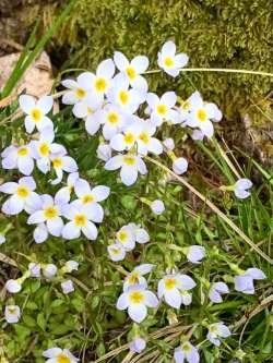 Bluets Photo: Bill-lee Abbott