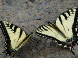 Swallowtails Photo: Bonnie Honaberger