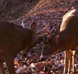 Bucks Sparring Photo: Bonnie Honaberger