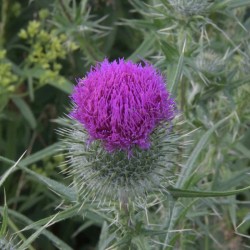 Bull Thistle Photo: AM Dannis