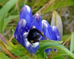 Bumblebee Photo: Sheri Larsen