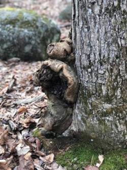 Burl Bear Photo: Rodney Johnson