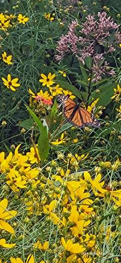 Butterfly Photo: Robert Becker