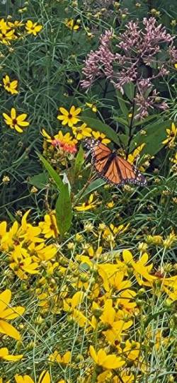 Butterfly Photo: Robert Becker
