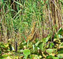 Bittern Photo: Richard Philben