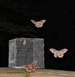 Cecropia Moth Photo: Tami Gingrich