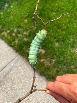 Cecropia Photo: Jeff Krebs