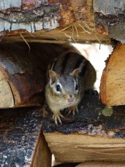 38_chippie_in_woodpile_sm.jpg