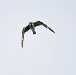 Common Nighthawk Photo: Tig Tillinghast