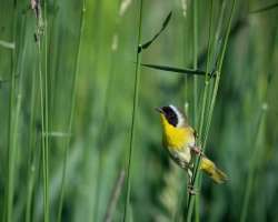 Common yellowthroat Photo: Larry Litke