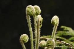 Ferns Photo: Sue Burns