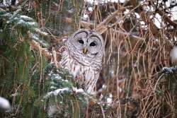 Barred owl Photo: Olivia Douhan