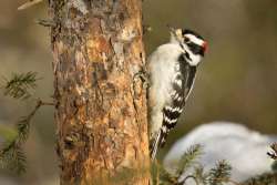 Downy Woodpecker Photo: Tom Grett