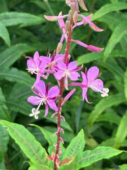 Fireweed Photo: Sharon Bombard