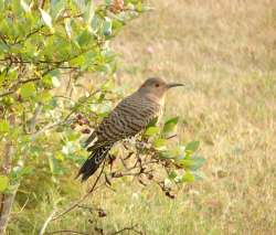 Flicker Photo: Cindy Morin