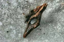 Frozen wood Photo: Stephen Fox