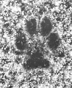 Gray fox track Photo: Kirk Gentalen