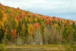 Woodland colors Photo: Ken Hatch