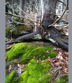 Hemlock moss Photo: Penelope Harris