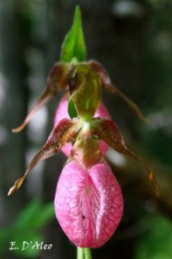 Lady Slippers Photo: Eric D'Aleo