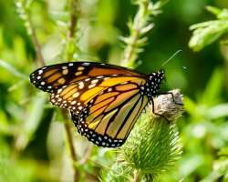 Monarch Photo: Ross Lanius