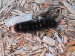 Leopard caterpillar Photo: Bonnie Honaberger