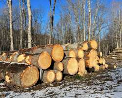 Logging Photo: Sheri Larsen