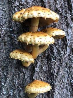 Mushrooms Oak Photo: Tracy Rice