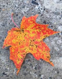 Maple leaf Photo: Molly Andres