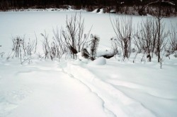 Otter slide Photo: Elena McSherry