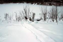 Otter slide Photo: Elena McSherry