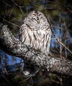 Barred owl Photo: Tim Larsen