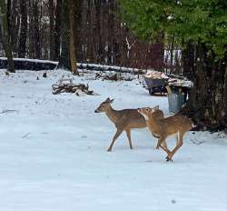 Playful deer Photo: Richard Philben