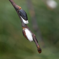 Pussy willows Photo: AM Dannis