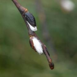 Pussy willows Photo: AM Dannis