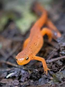 Red eft Photo: Jim Squires