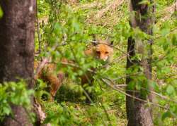 Red fox Photo: Tom Grett